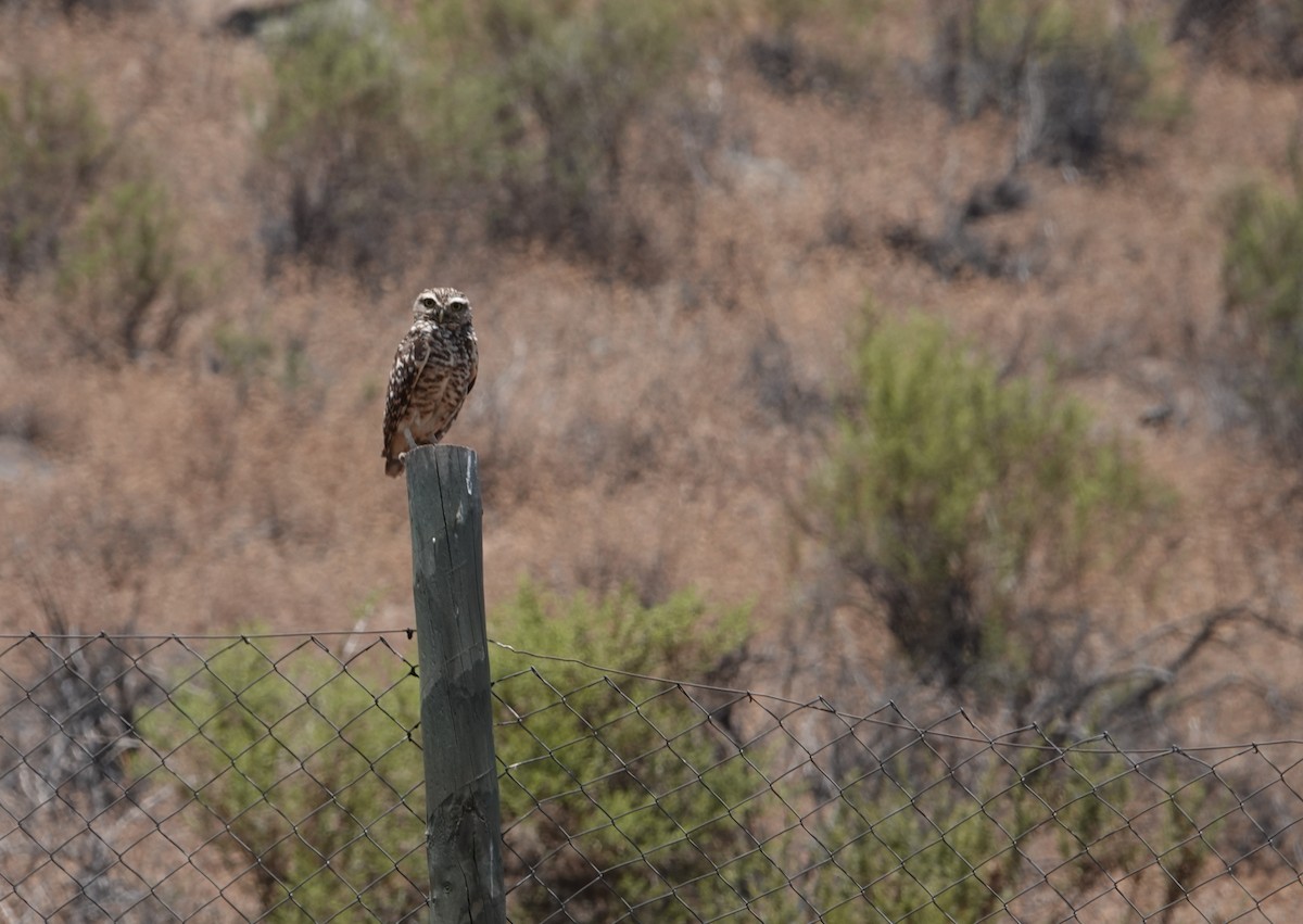 Burrowing Owl - ML646837746