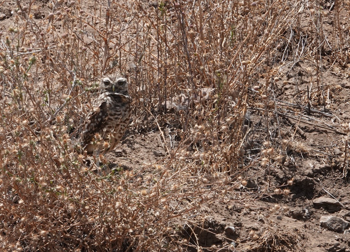 Burrowing Owl - ML646837747