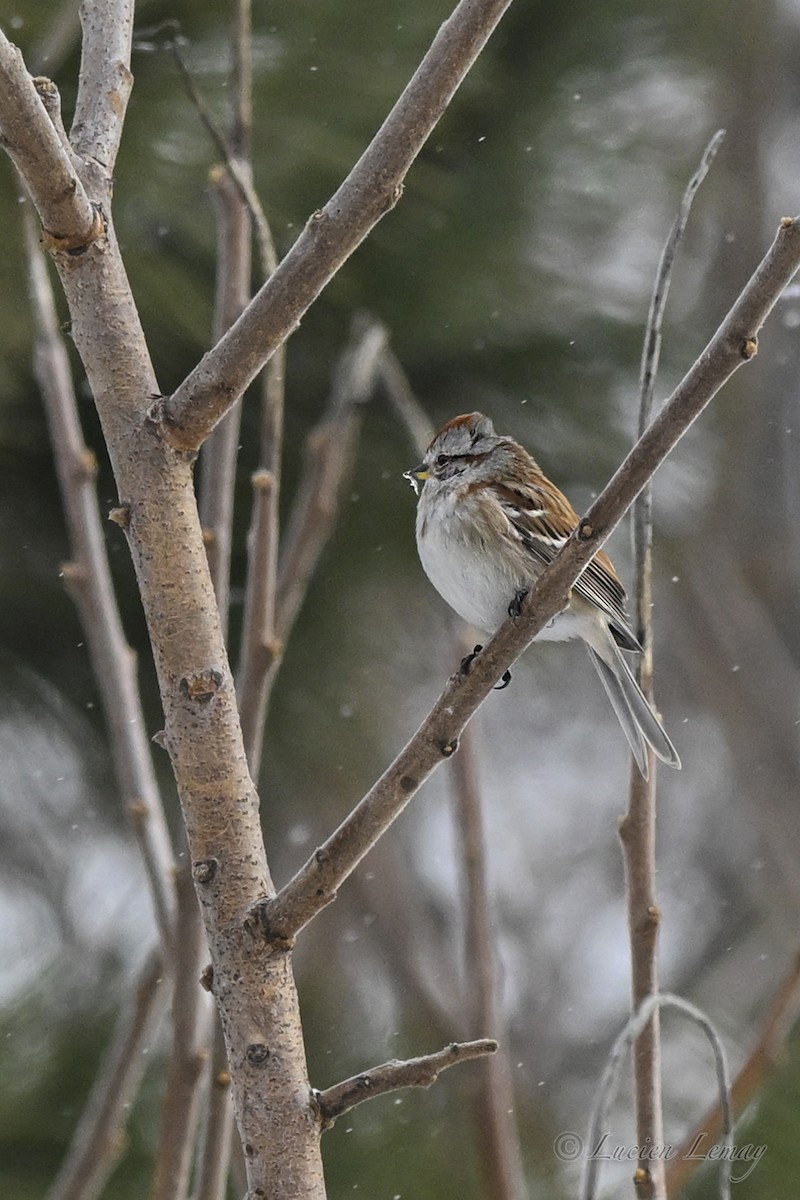 American Tree Sparrow - ML646837748