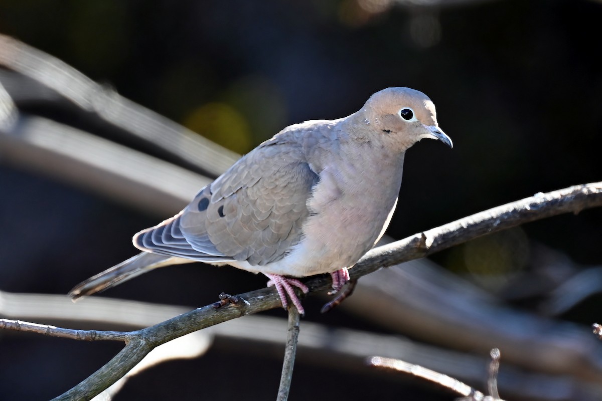 Mourning Dove - ML646837749