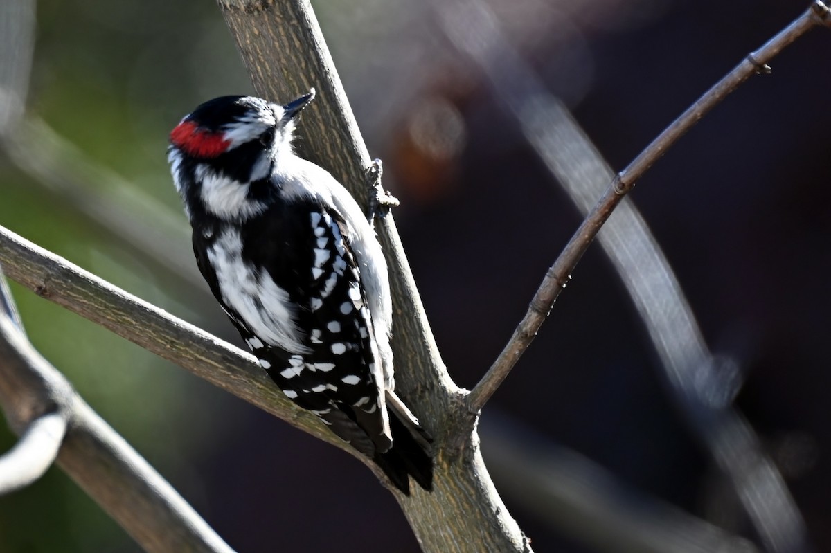 Downy Woodpecker - ML646837757