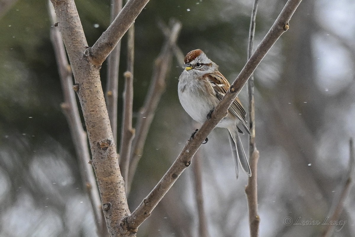 American Tree Sparrow - ML646837758