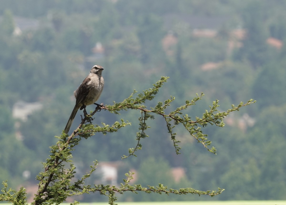 Chilean Mockingbird - ML646837759