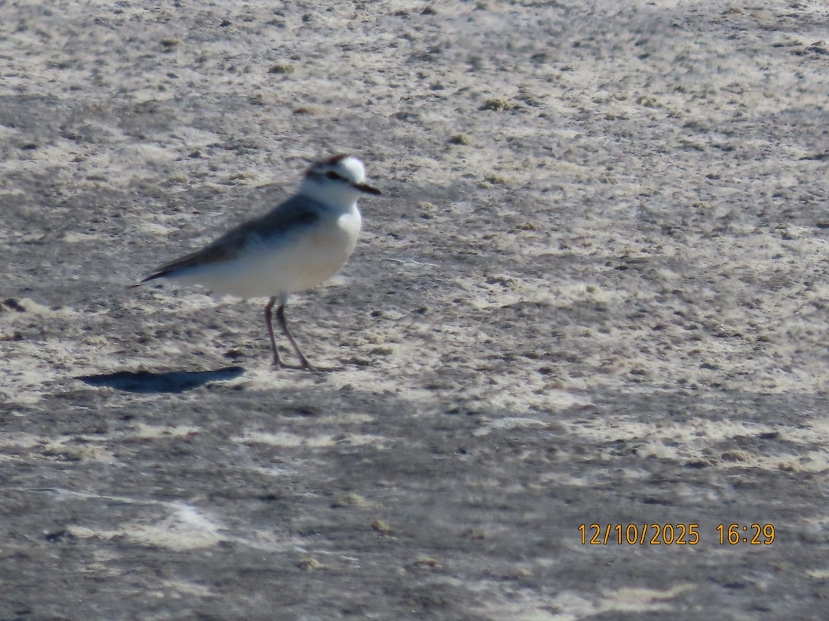 White-fronted Plover - ML646837761