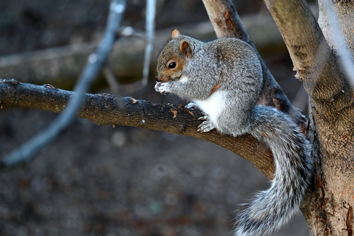 Grauhörnchen - ML646837762