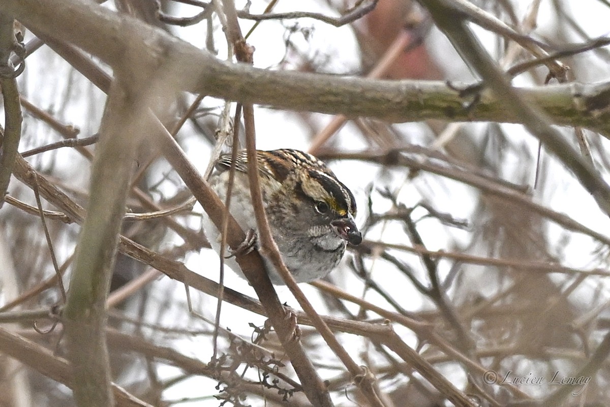 גיבתונית לבנת-גרון - ML646837763