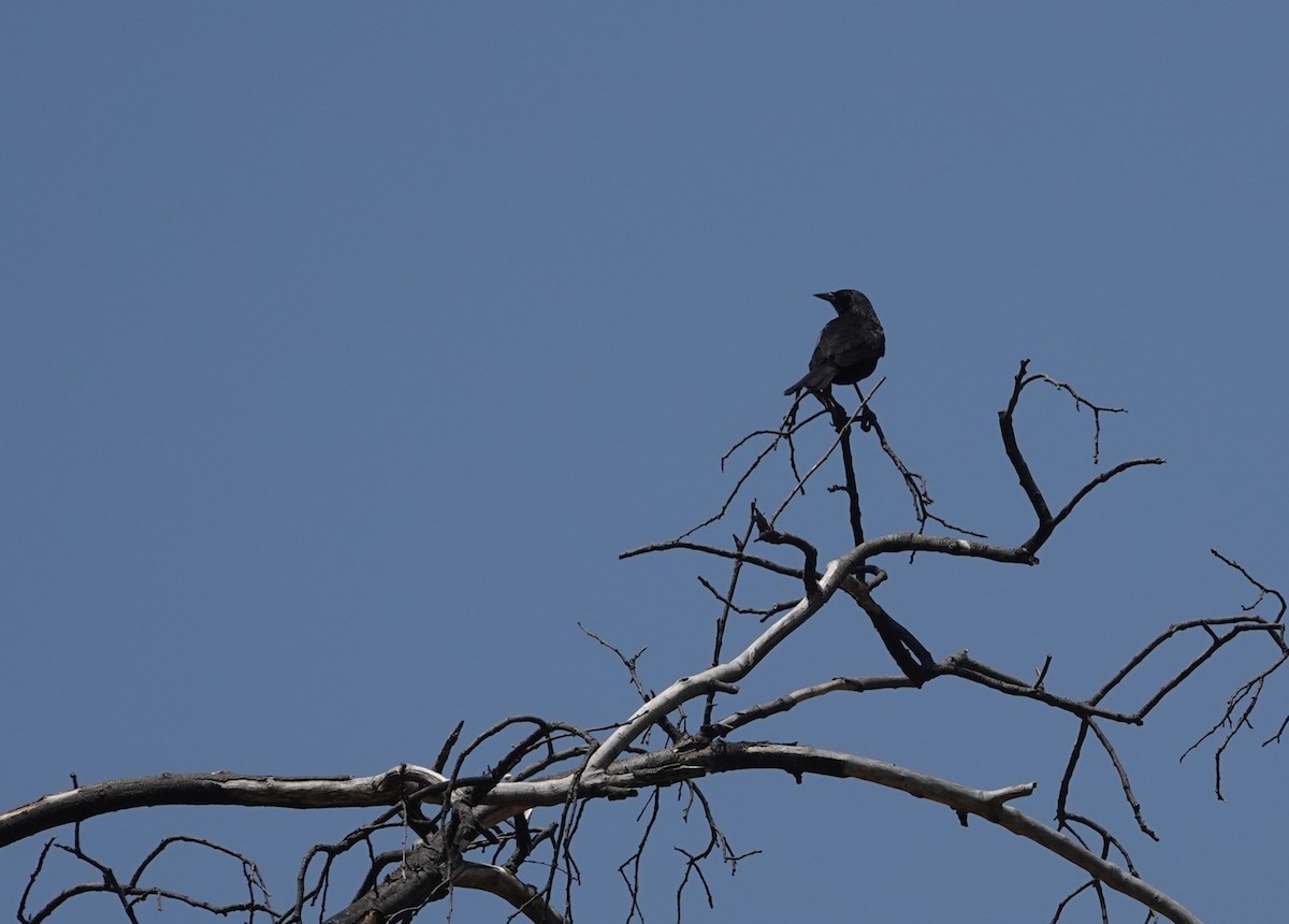 Shiny Cowbird - ML646837764