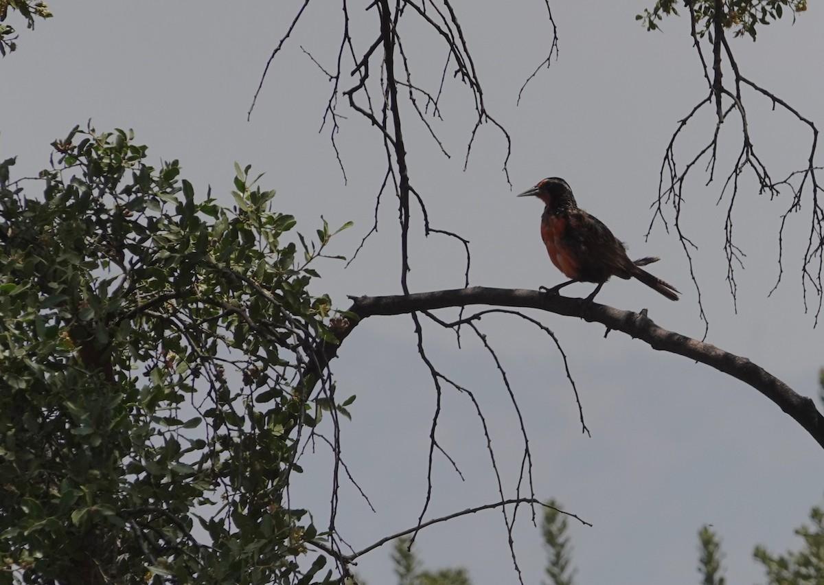 Long-tailed Meadowlark - ML646837765