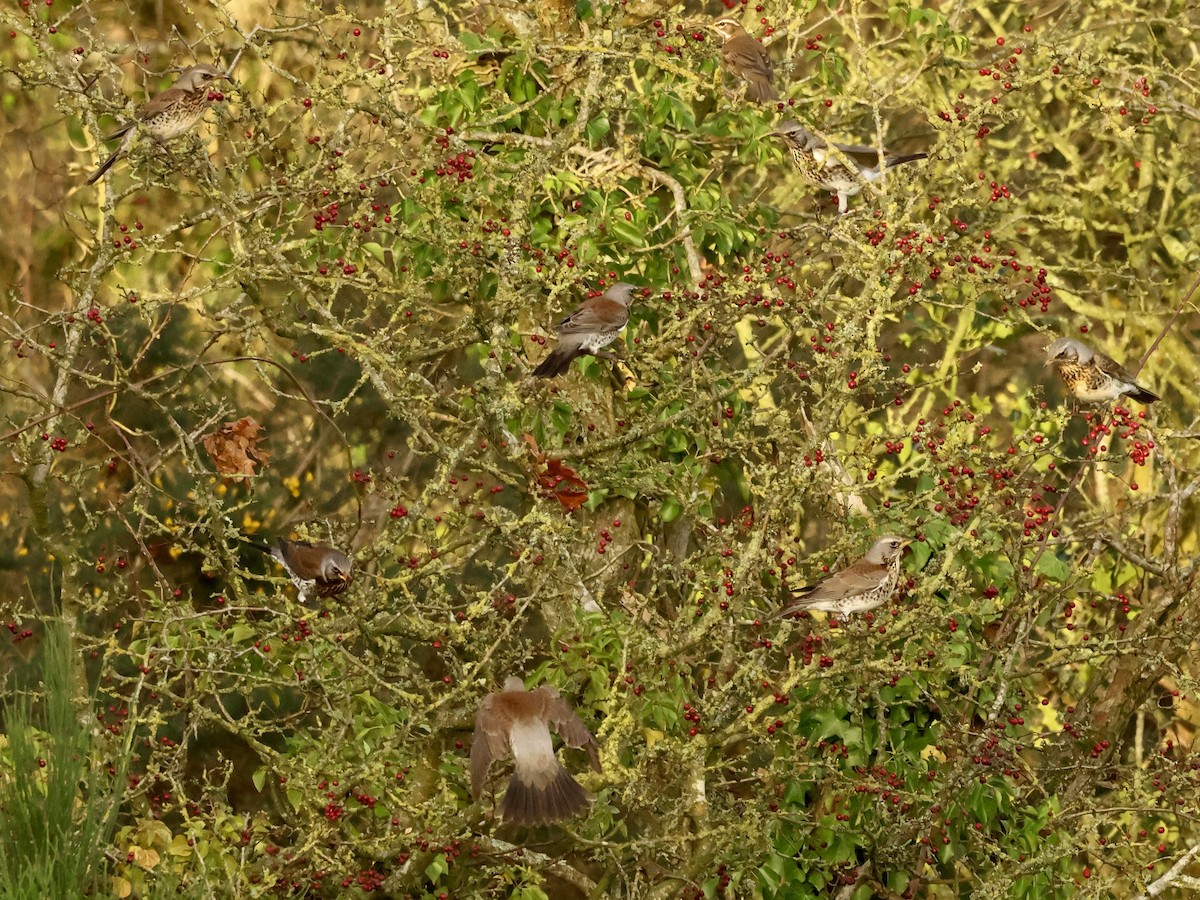 Fieldfare - ML646837766