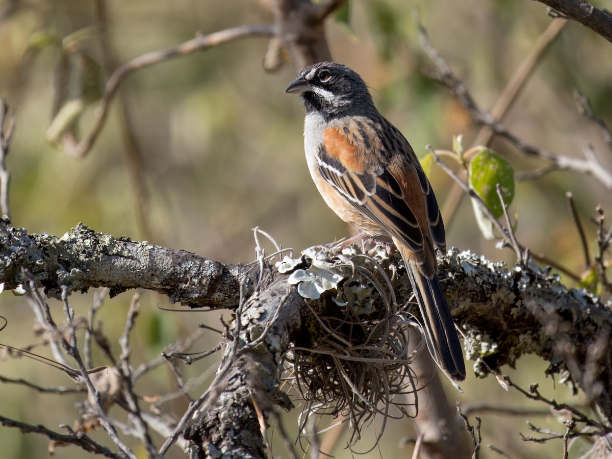Bridled Sparrow - ML646837768