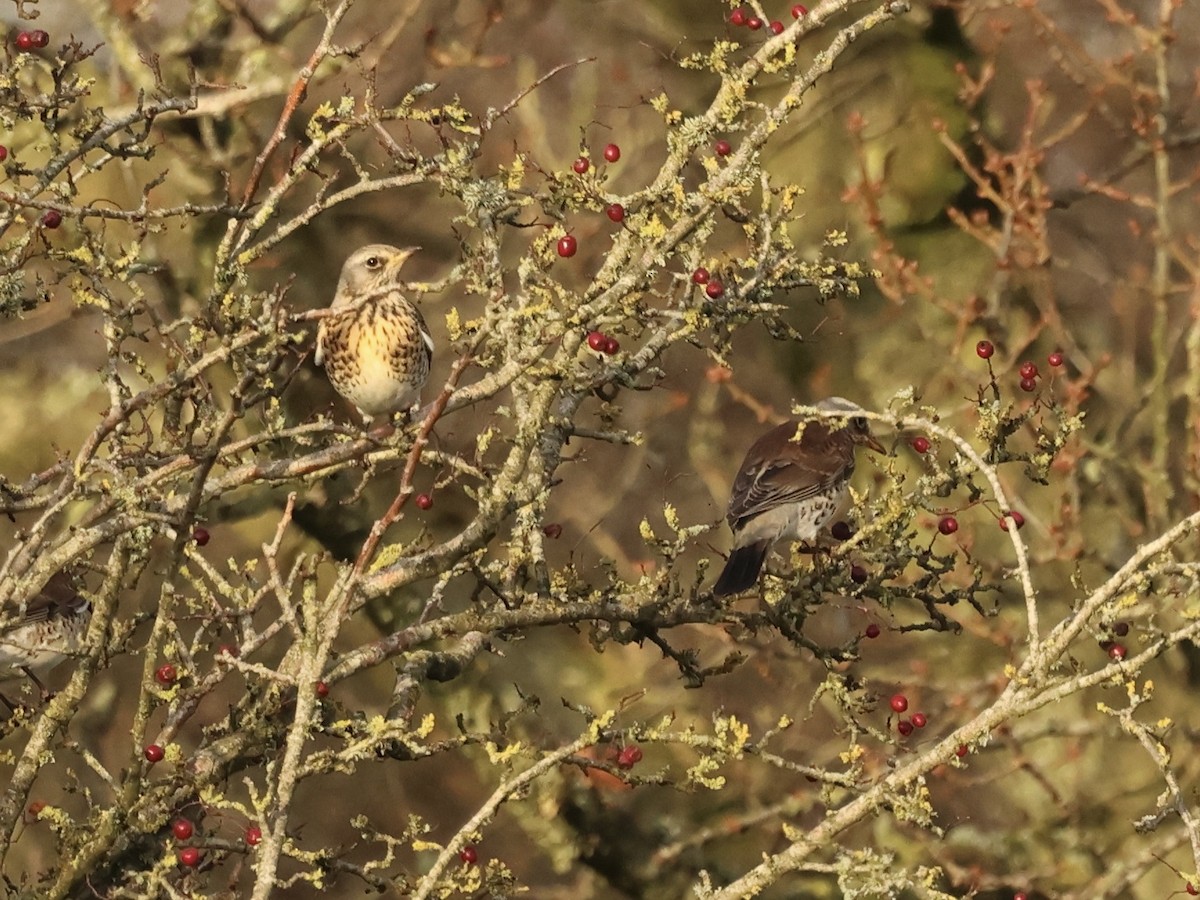 Fieldfare - ML646837773