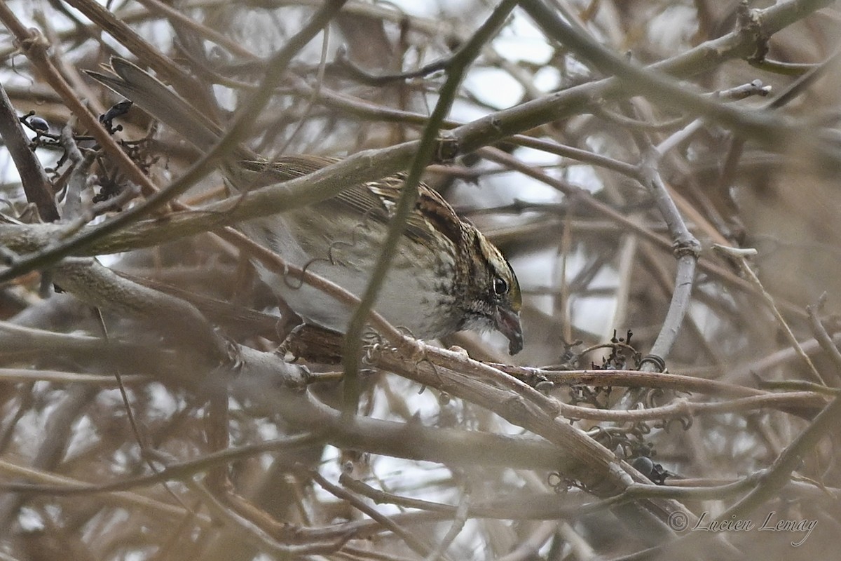 גיבתונית לבנת-גרון - ML646837774