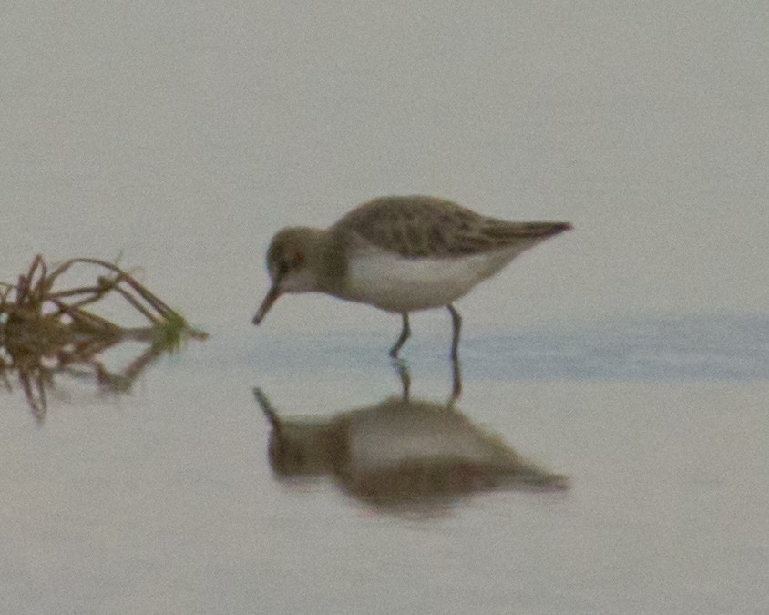 Побережник малий - ML646837775