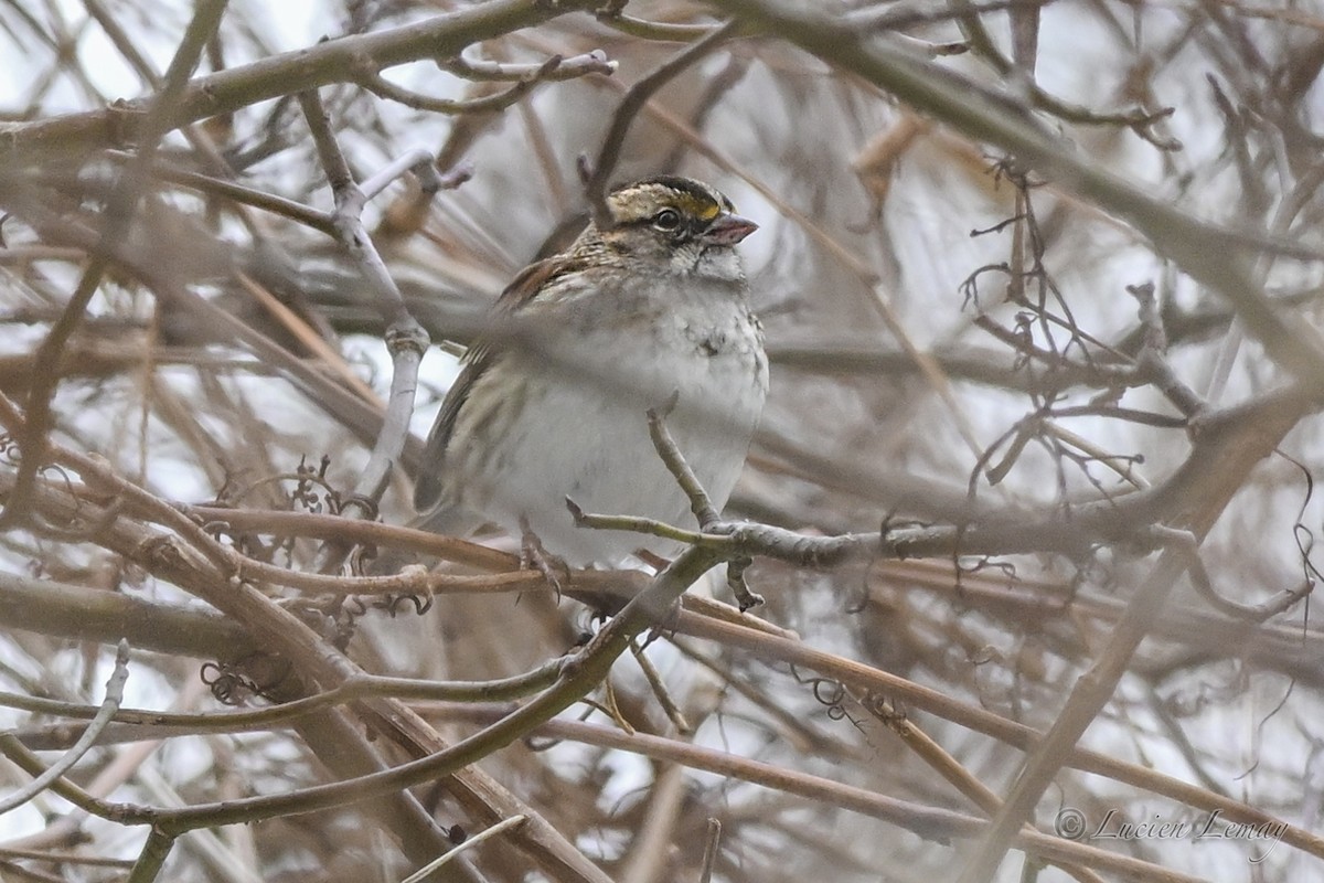 גיבתונית לבנת-גרון - ML646837780