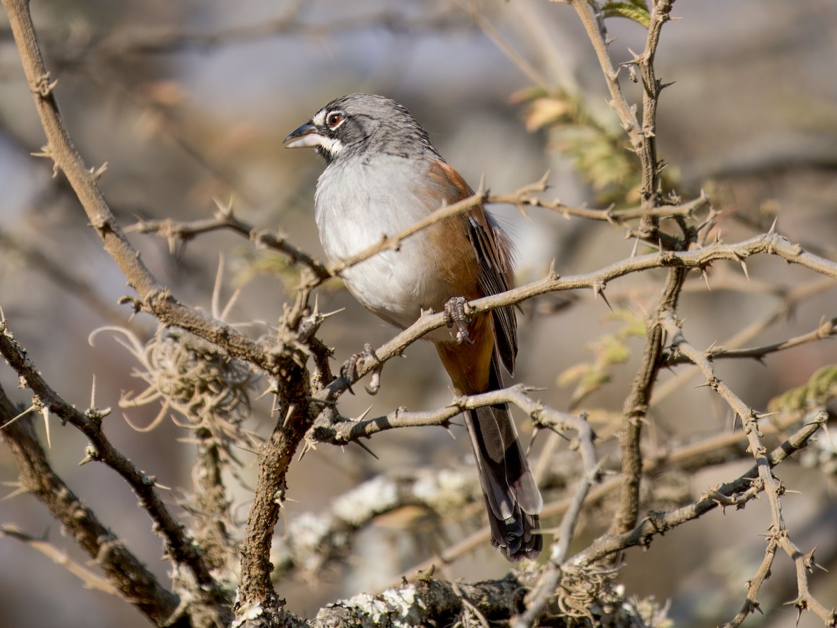 Bridled Sparrow - ML646837781