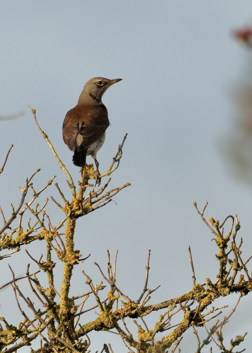 Fieldfare - ML646837782