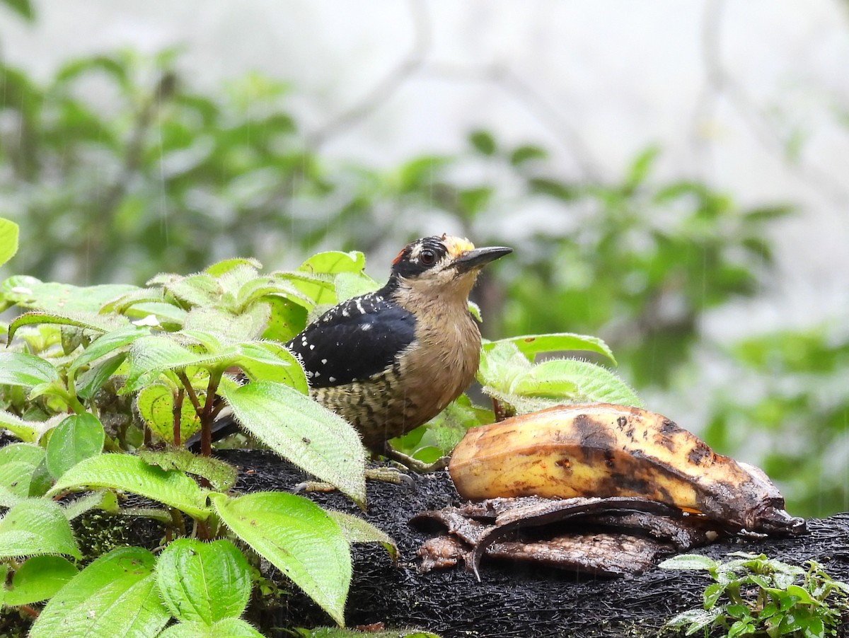Black-cheeked Woodpecker - ML646837785