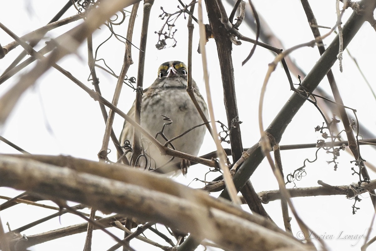 גיבתונית לבנת-גרון - ML646837786