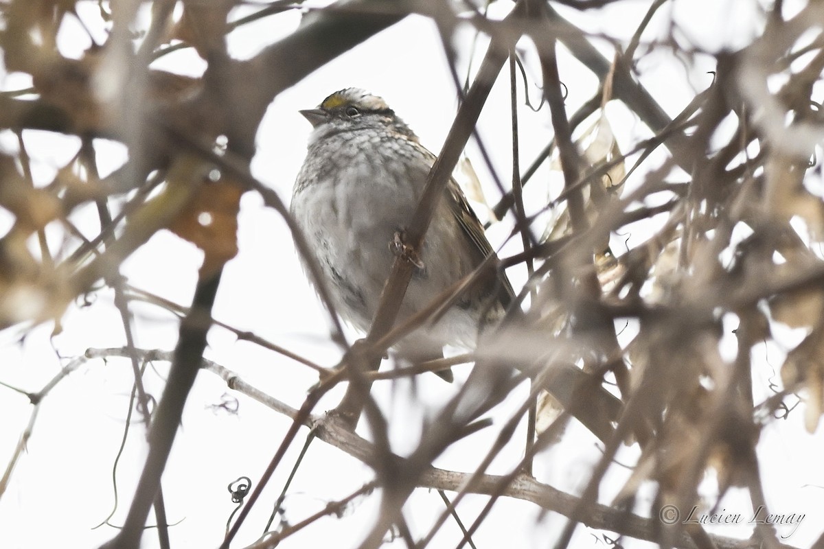 גיבתונית לבנת-גרון - ML646837788