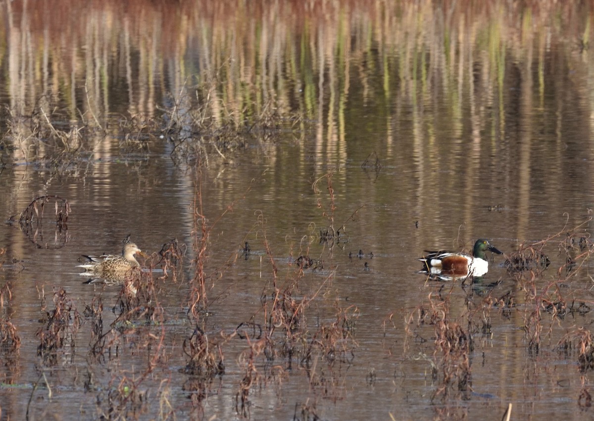 Northern Shoveler - ML646837789