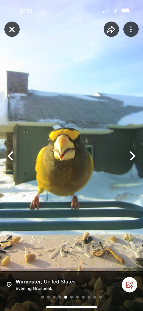 Evening Grosbeak - ML646837795