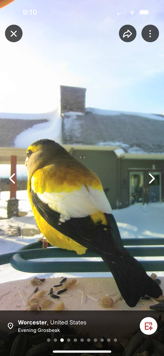 Evening Grosbeak - ML646837796