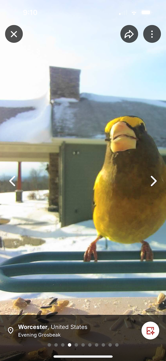 Evening Grosbeak - ML646837797