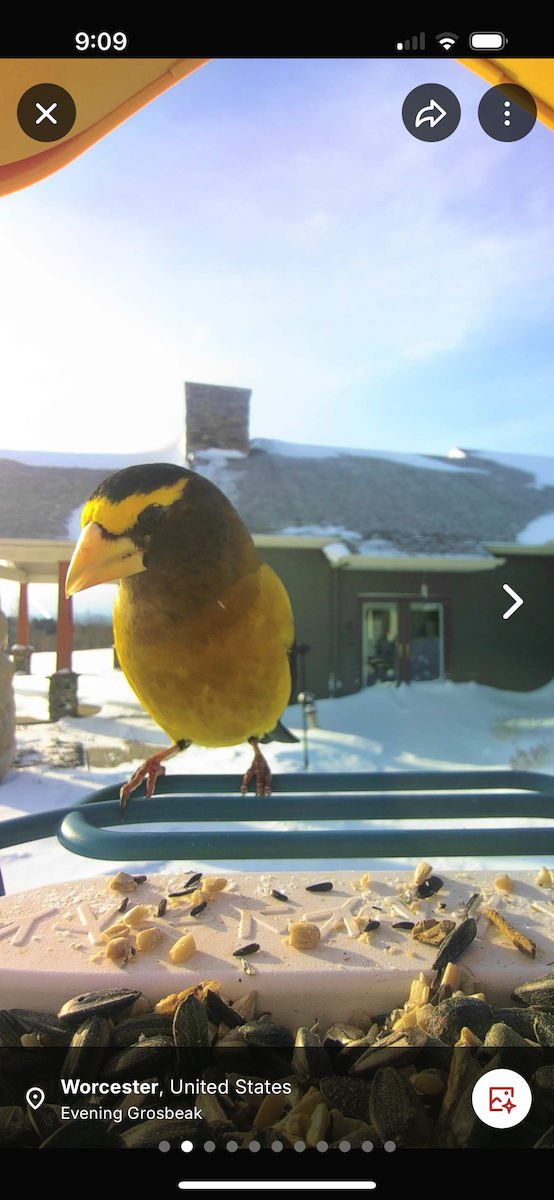 Evening Grosbeak - ML646837798