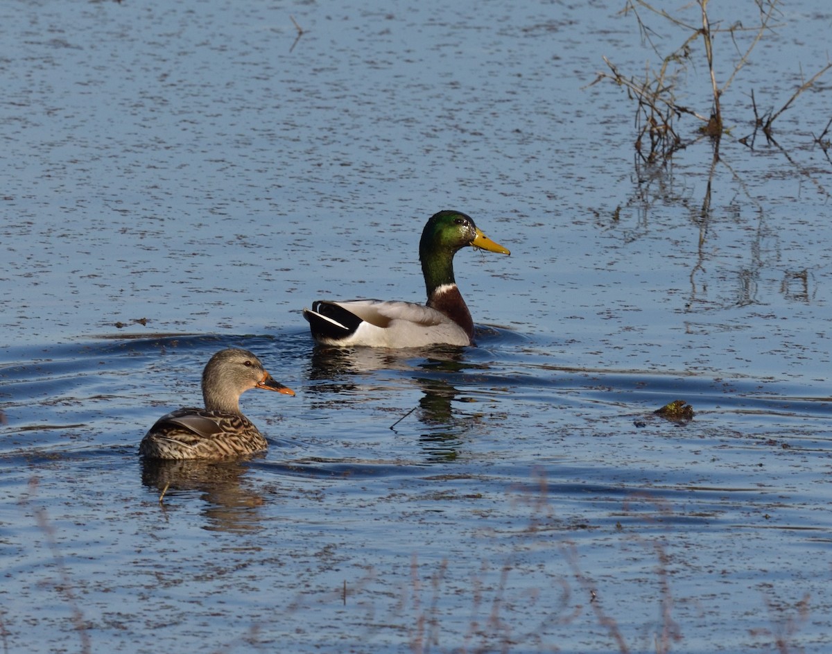 Mallard - ML646837799