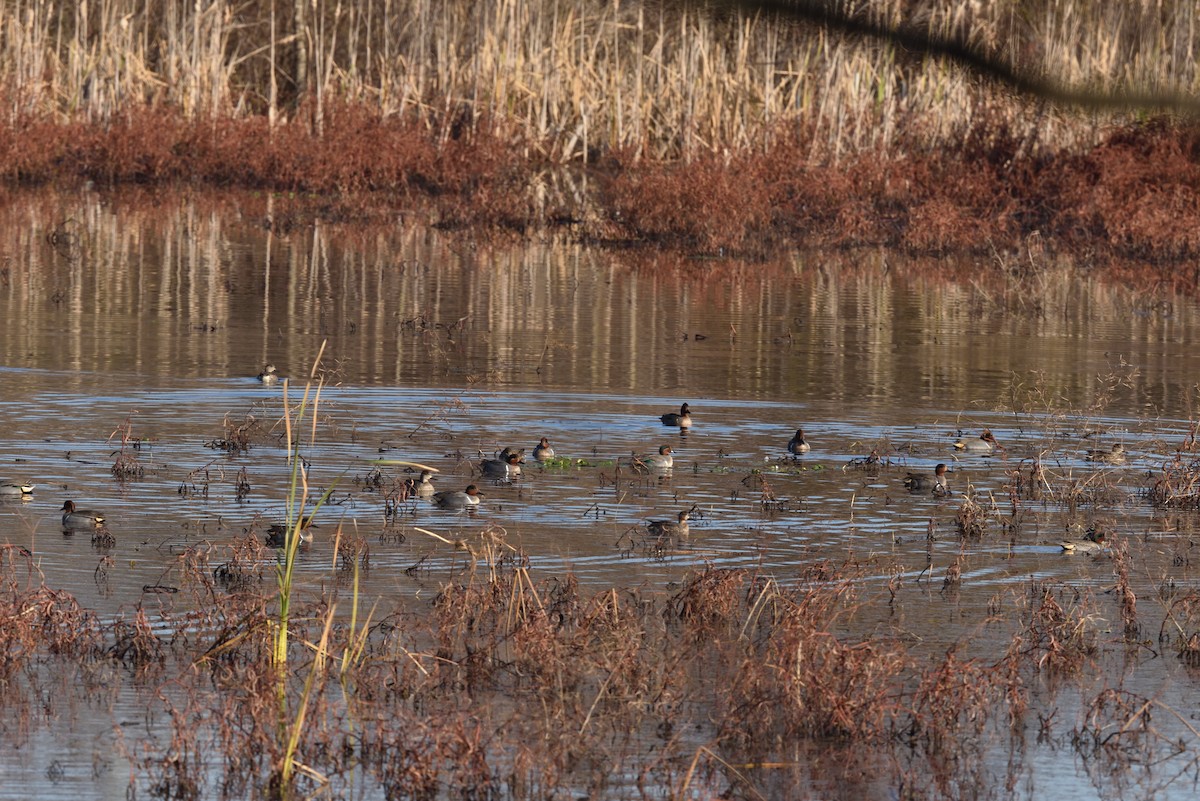 Green-winged Teal - ML646837800