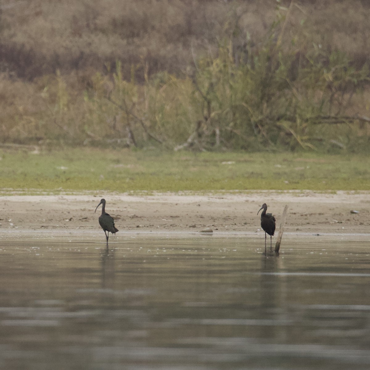 White-faced Ibis - ML646837804