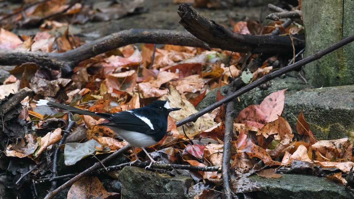 White-crowned Forktail - ML646837805