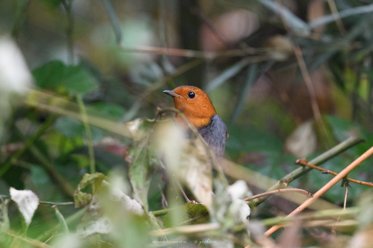 Japanese Robin - ML646837806