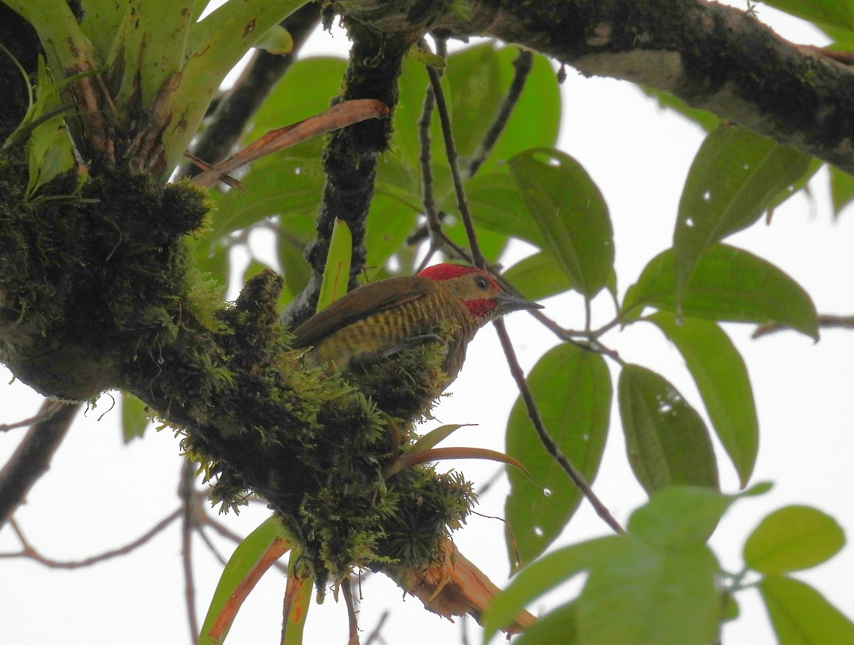 Golden-olive Woodpecker - ML646837807