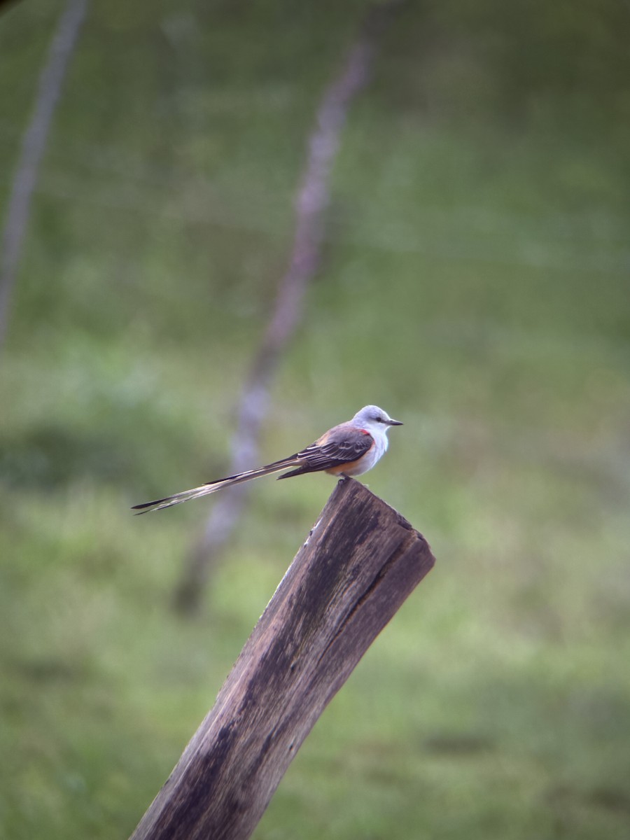 Scissor-tailed Flycatcher - ML646837812