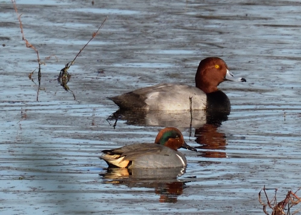 Redhead - ML646837813