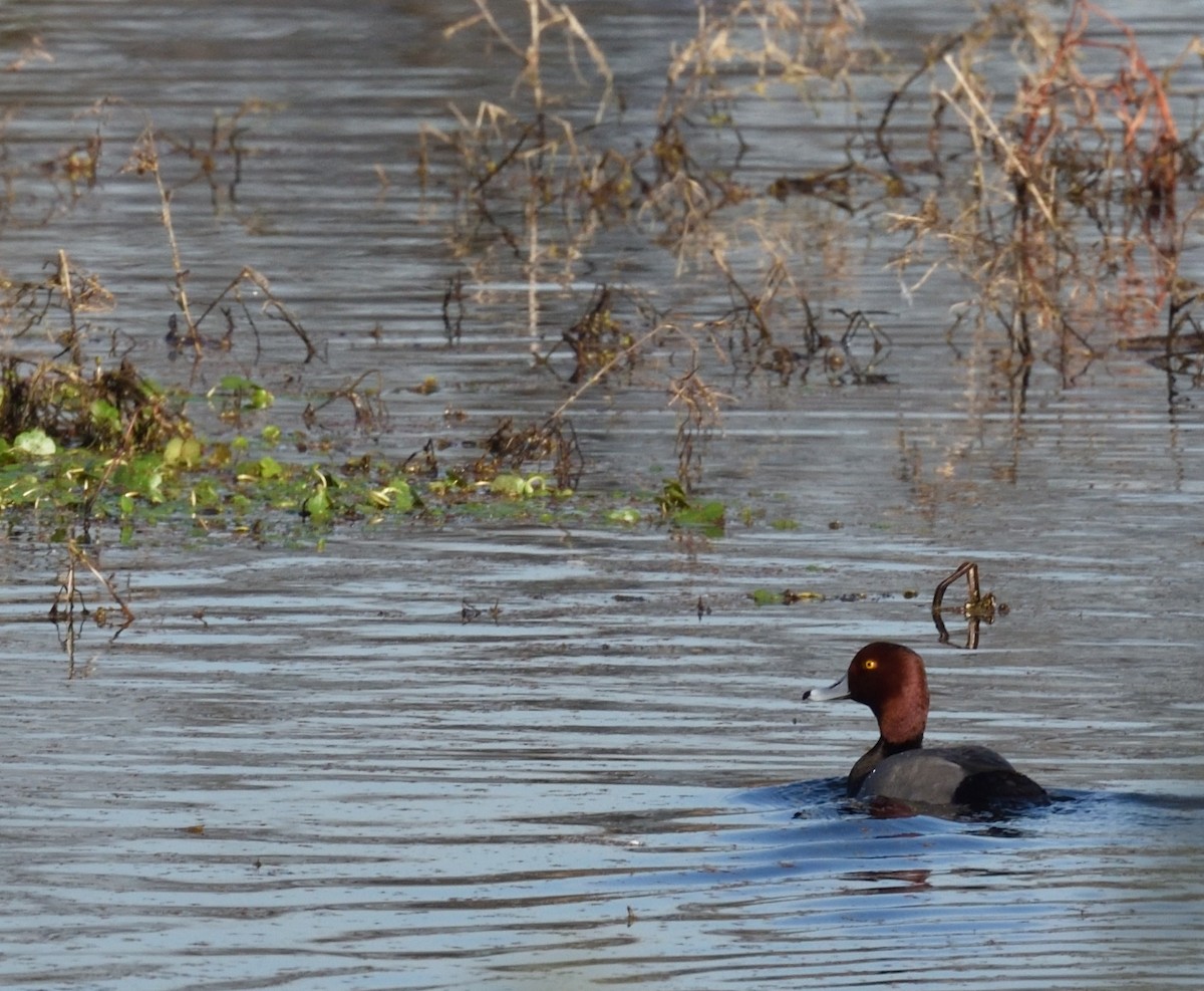 Redhead - ML646837814