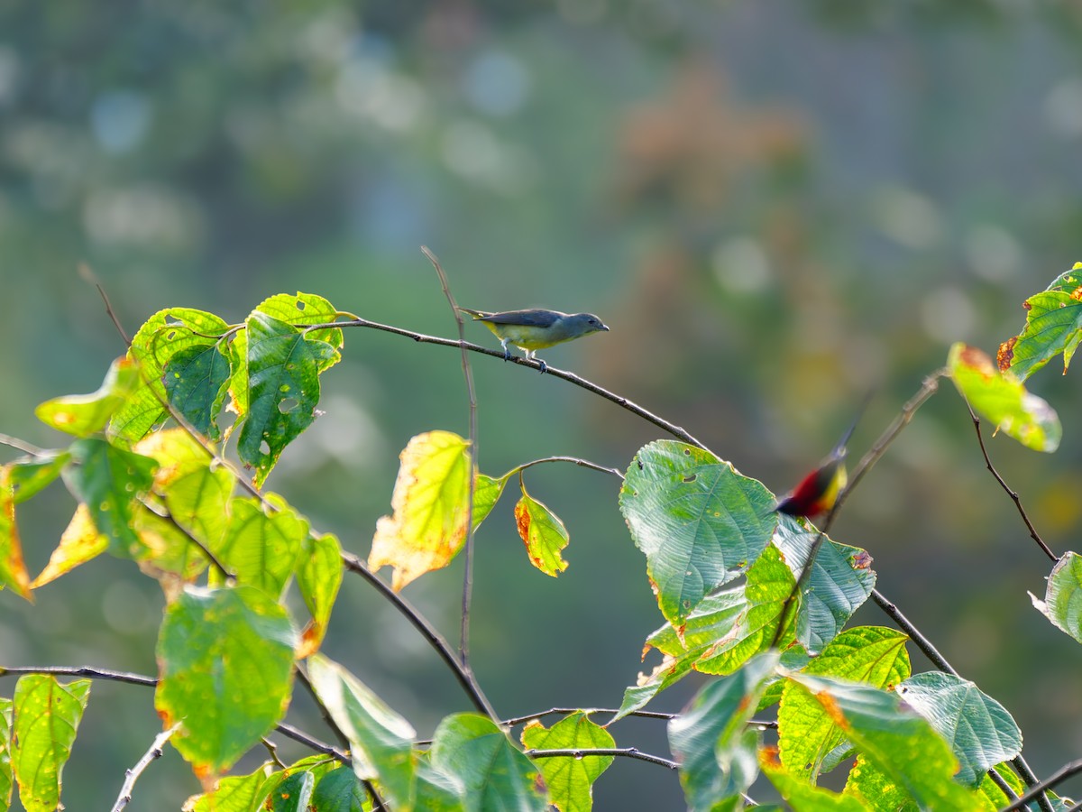 Mrs. Gould's Sunbird - ML646837815
