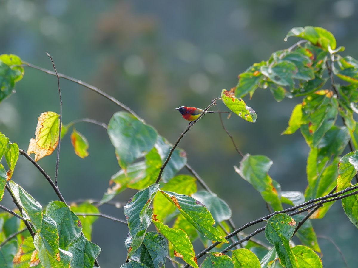 Mrs. Gould's Sunbird - ML646837817