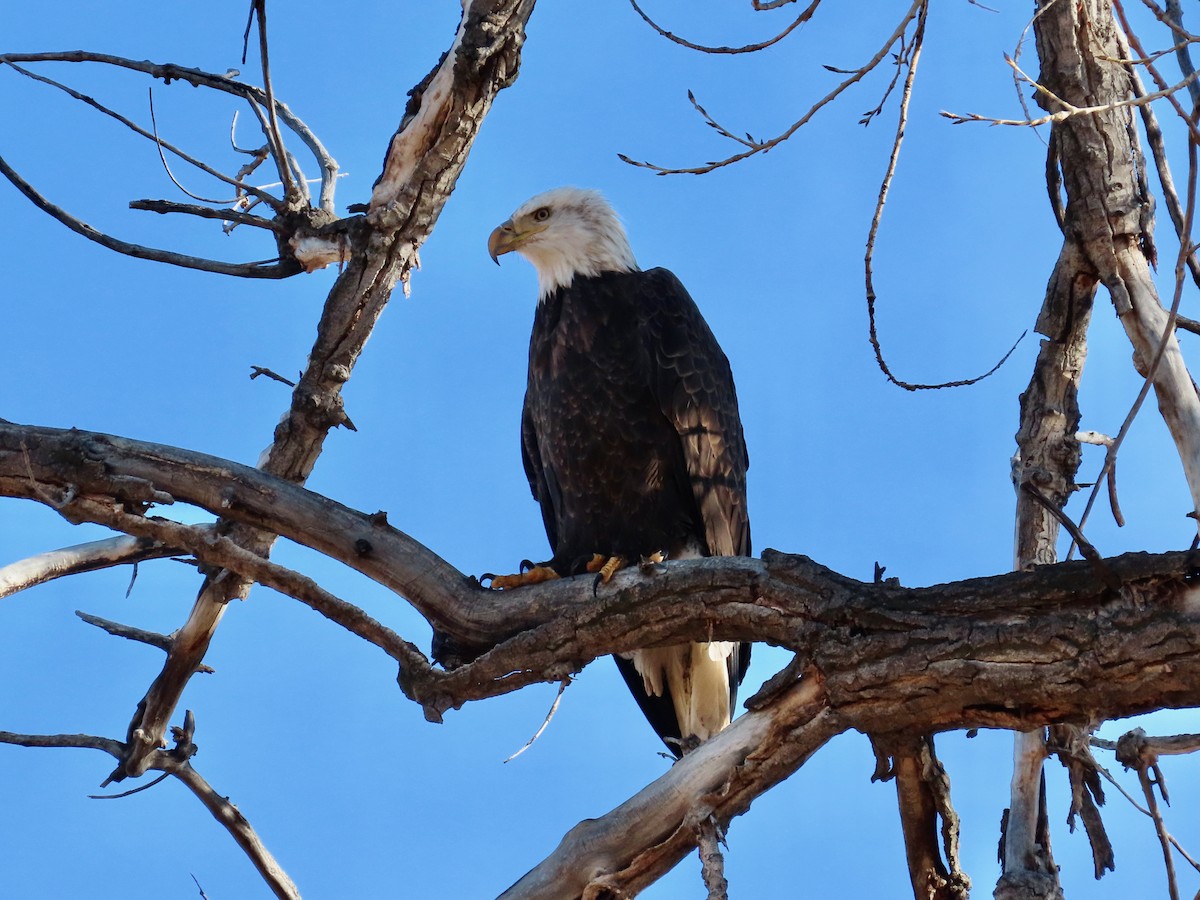 Bald Eagle - ML646837819