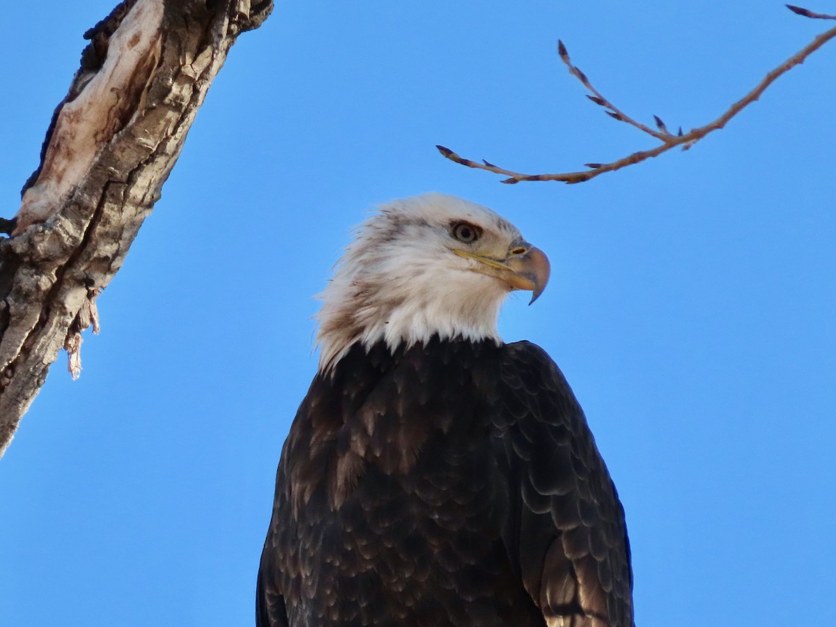 Bald Eagle - ML646837820