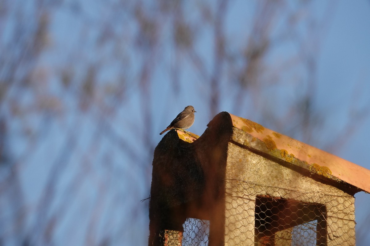 Black Redstart - ML646837821