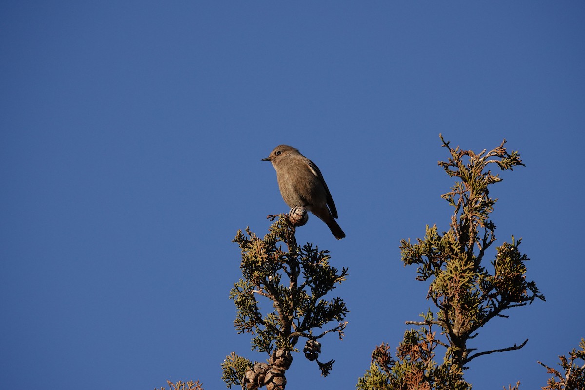 Black Redstart - ML646837822