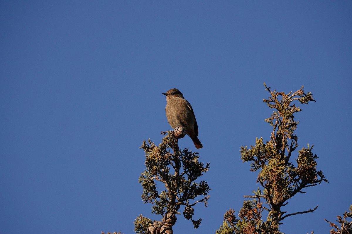 Black Redstart - ML646837823