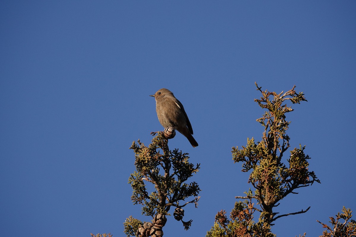 Black Redstart - ML646837824