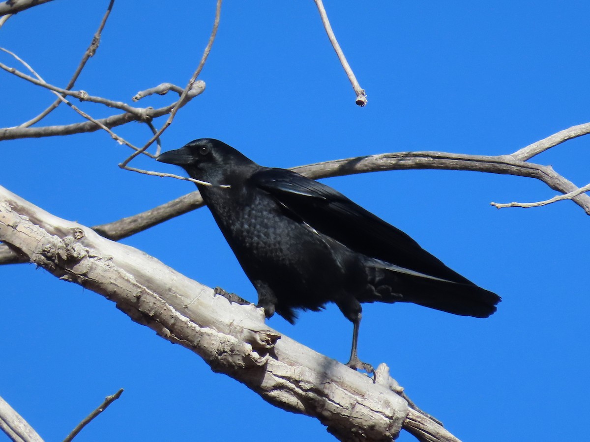 American Crow - ML646837825
