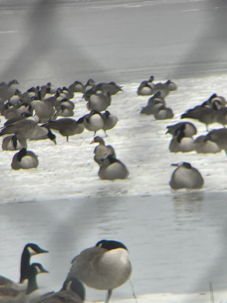 Greater White-fronted Goose - ML646837826