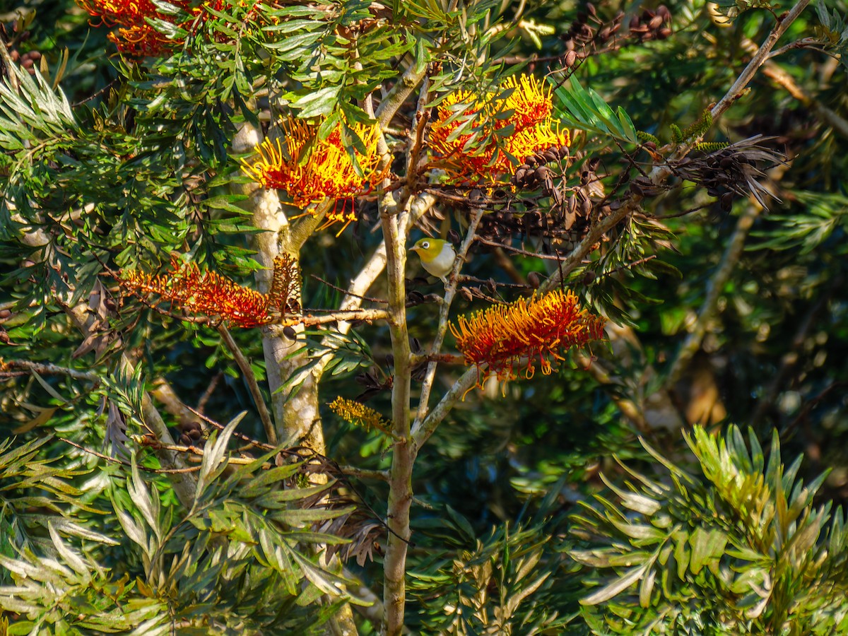 Chestnut-flanked White-eye - ML646837828