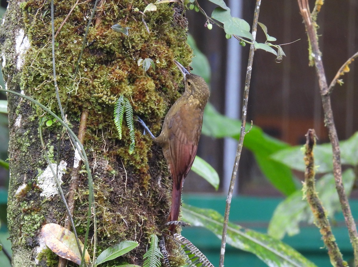 Spotted Woodcreeper - ML646837829