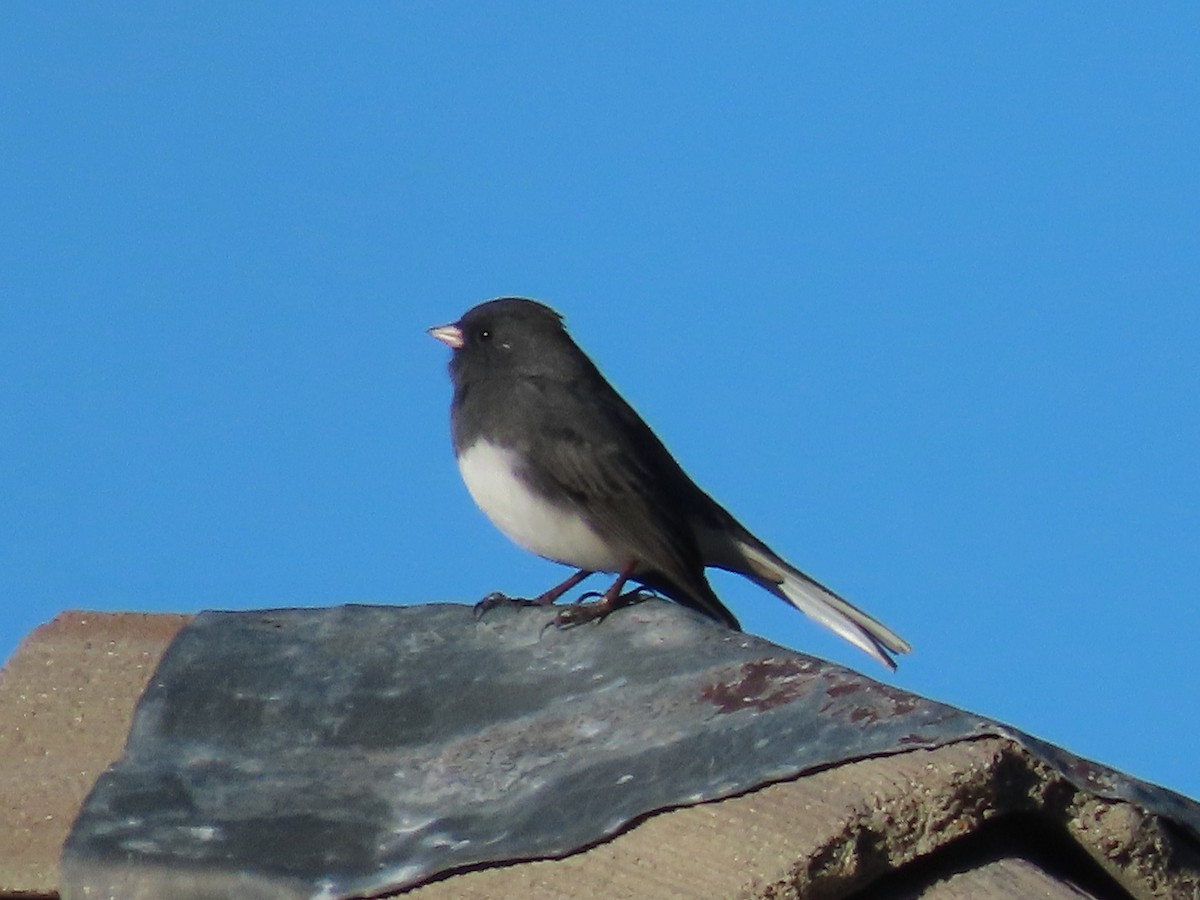 Dark-eyed Junco (Slate-colored) - ML646837836